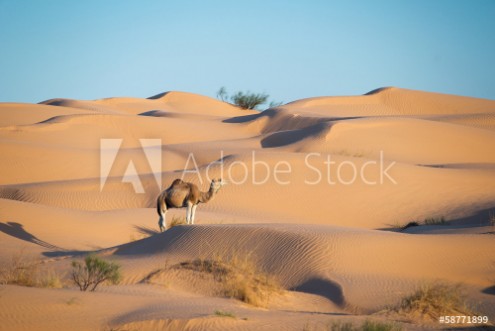 Picture of Dromadaire dans les dunes du Sahara - Tunisie